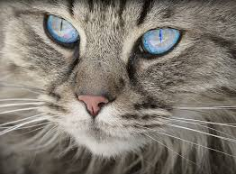 Gatto Figo